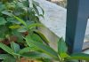 Residents turn balconies, terraces into home medicinal gardens