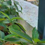 Residents turn balconies, terraces into home medicinal gardens