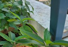 Residents turn balconies, terraces into home medicinal gardens