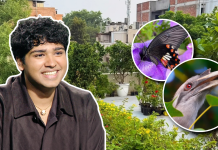 “If you plant three types of plants…”: This Delhi terrace has more than 500 plants and attracts 100+ bird species and 25+ butterflies; how Aman Sharma turned a barren space into an ‘urban jungle’