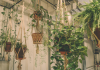 5 low-effort hanging plants to add grace and greenery to your home
