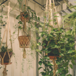 5 low-effort hanging plants to add grace and greenery to your home