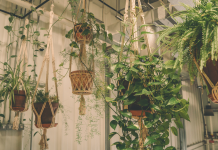 5 low-effort hanging plants to add grace and greenery to your home