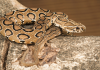 The sound behind the warning, why the hiss can be so intimidating