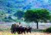 Marathwada fodder crisis looms: Beed, Jalna have just over two months of stock left