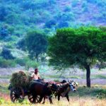 Marathwada fodder crisis looms: Beed, Jalna have just over two months of stock left