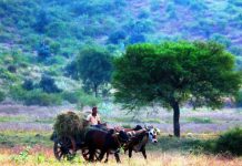 Marathwada fodder crisis looms: Beed, Jalna have just over two months of stock left