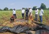 Maharashtra’s critical soybean crop faces collapse in Marathwada drought