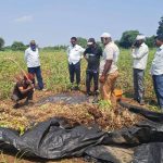 Maharashtra’s critical soybean crop faces collapse in Marathwada drought