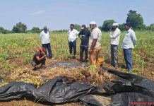 Maharashtra’s critical soybean crop faces collapse in Marathwada drought