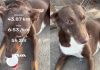 ‘Guys usne humare saath start kiya hai mere ghar ke pass hi rehti and mere ghar par hi finish kiya’: Kanpur dog runs 38 km with runners, wins the internet
