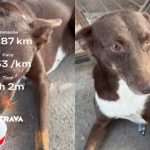 ‘Guys usne humare saath start kiya hai mere ghar ke pass hi rehti and mere ghar par hi finish kiya’: Kanpur dog runs 38 km with runners, wins the internet