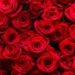 This one gardening trick could make your roses bloom like the expensive ones in a florist’s bouquet