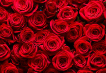 This one gardening trick could make your roses bloom like the expensive ones in a florist’s bouquet