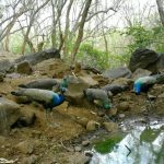 Pune: Cameras see activity near Maval watering holes; forest dept plans recharge from Feb, two months early