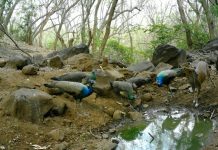 Pune: Cameras see activity near Maval watering holes; forest dept plans recharge from Feb, two months early