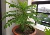 How to grow curry leaves in a pot and 7 mistakes that can kill the plant