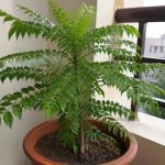How to grow curry leaves in a pot and 7 mistakes that can kill the plant