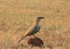 Pune birders record 254 species in Wild Bird Day marathon