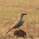 Pune birders record 254 species in Wild Bird Day marathon