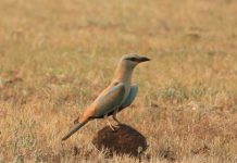 Pune birders record 254 species in Wild Bird Day marathon