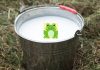 In Finland, people once put live frogs in milk to keep it fresh; the science behind this strange tradition |
