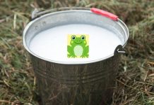 In Finland, people once put live frogs in milk to keep it fresh; the science behind this strange tradition |