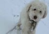 Meet Loulou: Dog missing for 50 hours after Alaska avalanche found alive with help from Apple AirTag