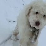Meet Loulou: Dog missing for 50 hours after Alaska avalanche found alive with help from Apple AirTag