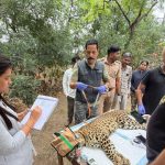 Junnar launches India’s first field trial of leopard immunocontraception to curb human-wildlife conflict