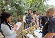 Junnar launches India’s first field trial of leopard immunocontraception to curb human-wildlife conflict