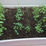 A simple guide to growing fresh leafy greens at home, even in small spaces