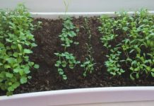 A simple guide to growing fresh leafy greens at home, even in small spaces