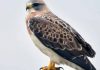 In 2023, restoration began on 150 acres of California floodplain with more than 30,000 native plants; three years later, Swainson’s hawks have nested in Shasta County for the first confirmed time in about 30 years