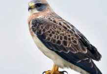 In 2023, restoration began on 150 acres of California floodplain with more than 30,000 native plants; three years later, Swainson’s hawks have nested in Shasta County for the first confirmed time in about 30 years