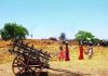 As paddy losses mount, Mulshi & Maval farmers seek drought relief, question assessment process
