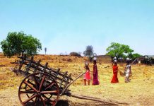As paddy losses mount, Mulshi & Maval farmers seek drought relief, question assessment process