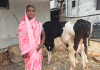 She once worked in fields for ₹200 and saved ₹100 a day; today Maharashtra’s Sunita Nehare manages her family’s 12-acre farm after transforming its cotton harvest