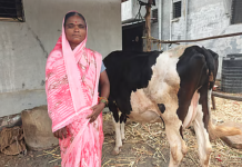 She once worked in fields for ₹200 and saved ₹100 a day; today Maharashtra’s Sunita Nehare manages her family’s 12-acre farm after transforming its cotton harvest