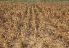 Maha directs seed firms to compensate soybean farmers for verified losses
