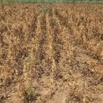 Maha directs seed firms to compensate soybean farmers for verified losses
