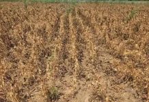 Maha directs seed firms to compensate soybean farmers for verified losses