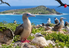 After invasive rats were eliminated from a Pacific island in 2005, scientists monitored seabirds for years; three species eventually recorded populations two to ten times larger than before the removal