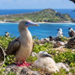 After invasive rats were eliminated from a Pacific island in 2005, scientists monitored seabirds for years; three species eventually recorded populations two to ten times larger than before the removal