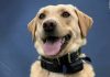 A three-year-old police Labrador whose arrival and training were funded by a $25,000 donation found a missing 70-year-old hiker in Hawaii Volcanoes National Park; it was her second successful rescue in just two months