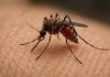 Pune corporators slam civic body over failure to curb dengue after Lohegaon girl’s death