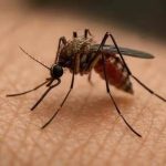 Pune corporators slam civic body over failure to curb dengue after Lohegaon girl’s death