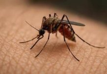 Pune corporators slam civic body over failure to curb dengue after Lohegaon girl’s death