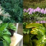 The surprising plants that can regenerate from tiny fragments, spread through gardens and waterways, and turn a small leftover piece into an entirely new plant