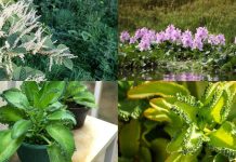 The surprising plants that can regenerate from tiny fragments, spread through gardens and waterways, and turn a small leftover piece into an entirely new plant